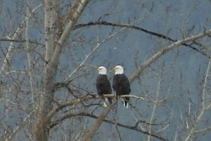 two bald eagles in a winter tree