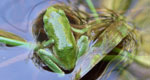 pacific chorus frog