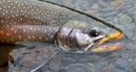dolly varden char