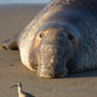 a male elephant seal on the beach