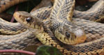 garter snakes