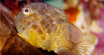 pacific spiny lumpsucker