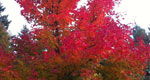 maple tree with fall color