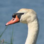 mute swan