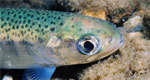 juvenile rainbow trout