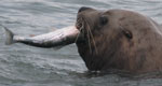 a steller sea lion