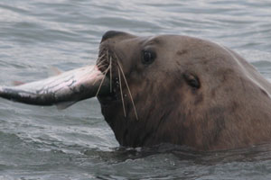 a male steller sea lion eating a salmon