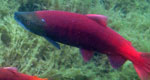 sockeye salmon