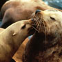 a male and female steller sea lion