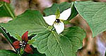 trillium